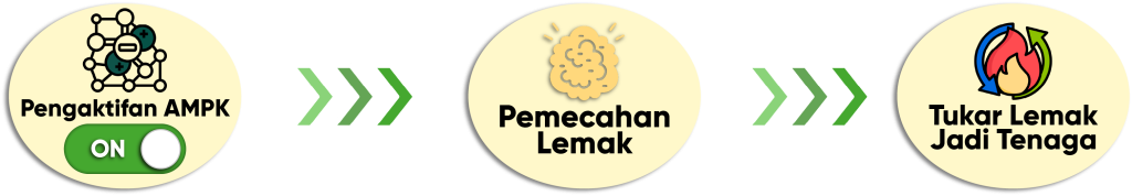 Kurus hanya dengan aktifkan AMPK sahaja