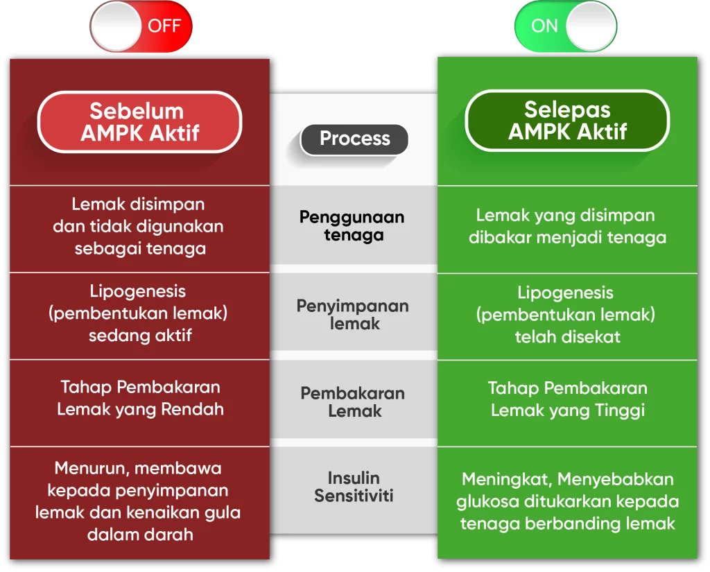 Kurus hanya dengan aktifkan AMPK sahaja